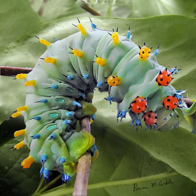 (image for) Cecropia 5th Instar